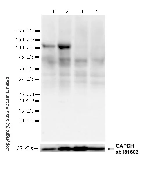 Western blot - Goat Anti-Rabbit IgG H&L (HRP) (AB97051)