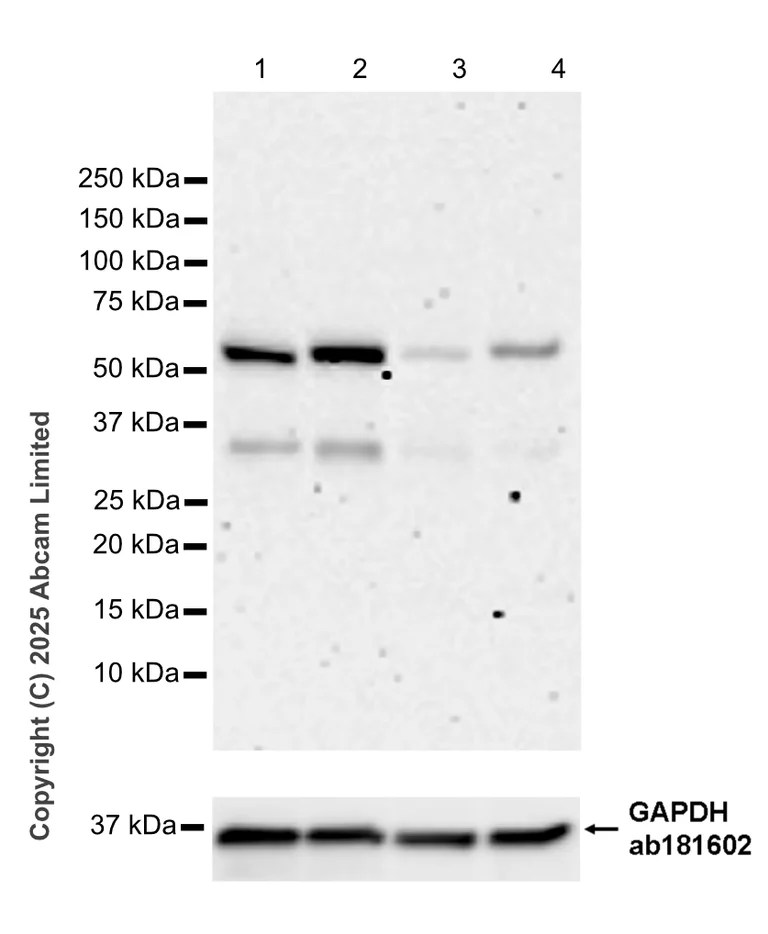 Western blot - Goat Anti-Rabbit IgG H&L (HRP) (AB97051)