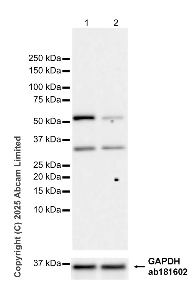 Western blot - Goat Anti-Rabbit IgG H&L (HRP) (AB97051)