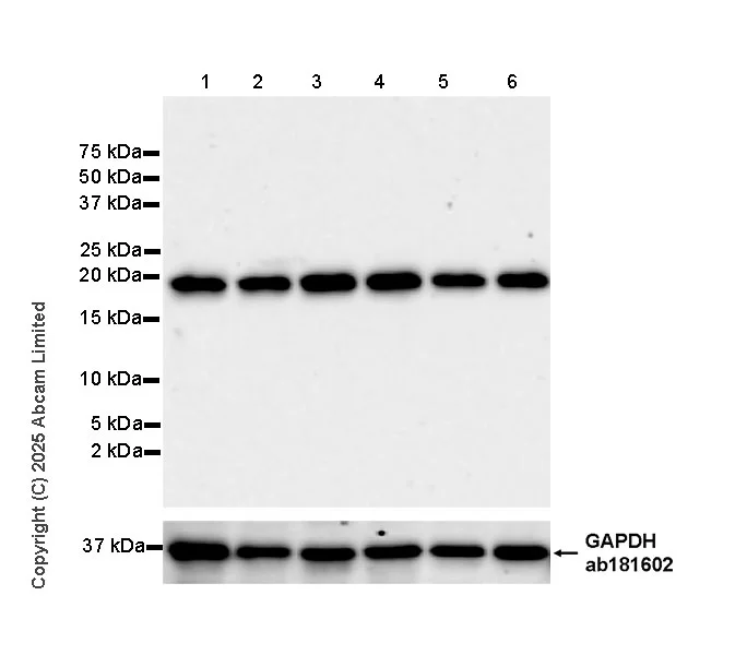 Western blot - Goat Anti-Rabbit IgG H&L (HRP) (AB97051)