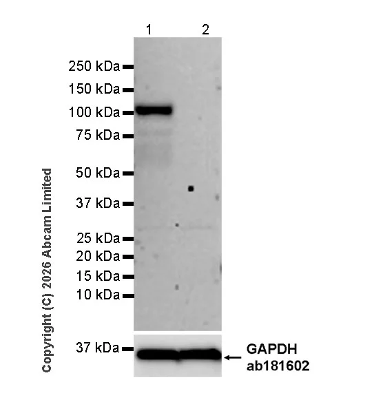 Western blot - Goat Anti-Rabbit IgG H&L (HRP) (AB97051)