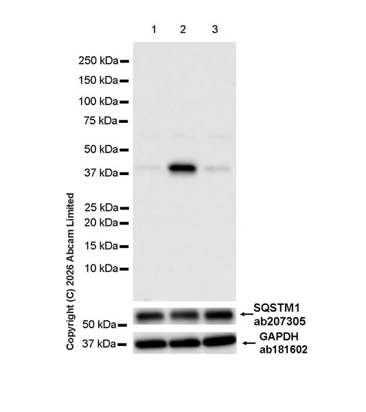 Western blot - Goat Anti-Rabbit IgG H&L (HRP) (AB97051)