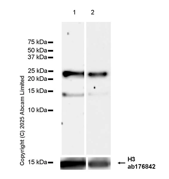 Western blot - Goat Anti-Rabbit IgG H&L (HRP) (AB97051)