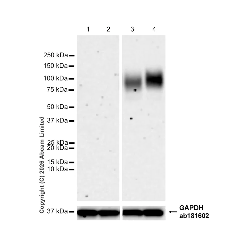 Western blot - Goat Anti-Rabbit IgG H&L (HRP) (AB97051)