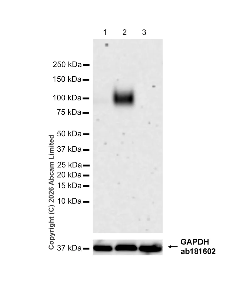 Western blot - Goat Anti-Rabbit IgG H&L (HRP) (AB97051)