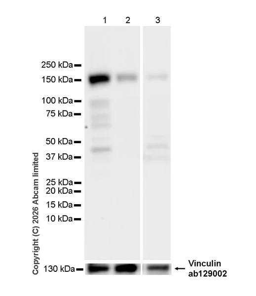 Western blot - Goat Anti-Rabbit IgG H&L (HRP) (AB97051)