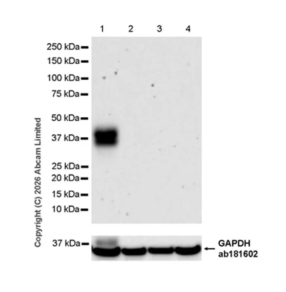 Western blot - Goat Anti-Rabbit IgG H&L (HRP) (AB97051)