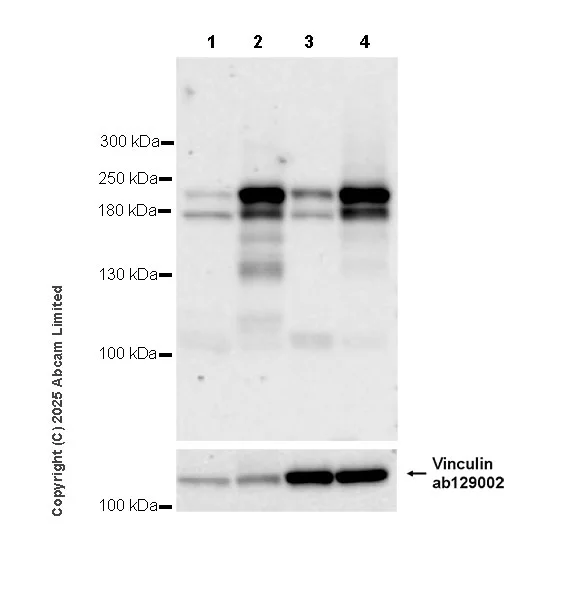Western blot - Goat Anti-Rabbit IgG H&L (HRP) (AB97051)