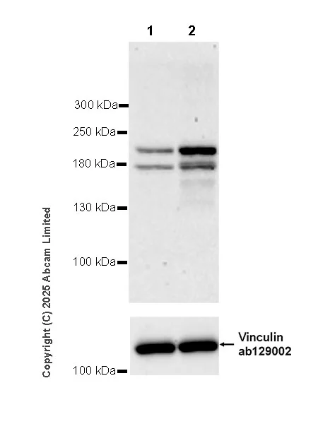 Western blot - Goat Anti-Rabbit IgG H&L (HRP) (AB97051)