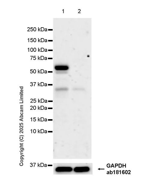 Western blot - Goat Anti-Rabbit IgG H&L (HRP) (AB97051)