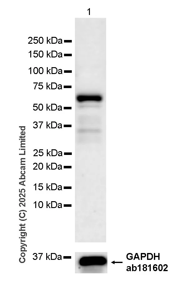 Western blot - Goat Anti-Rabbit IgG H&L (HRP) (AB97051)