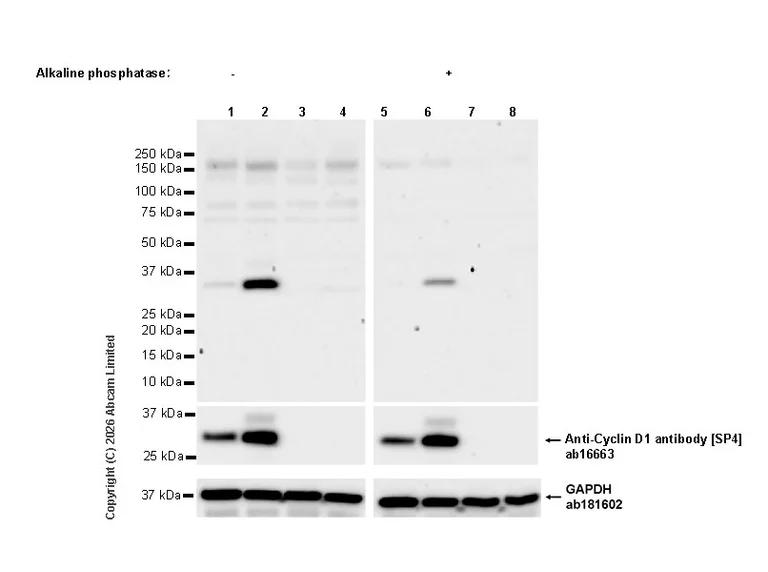 Western blot - Goat Anti-Rabbit IgG H&L (HRP) (AB97051)