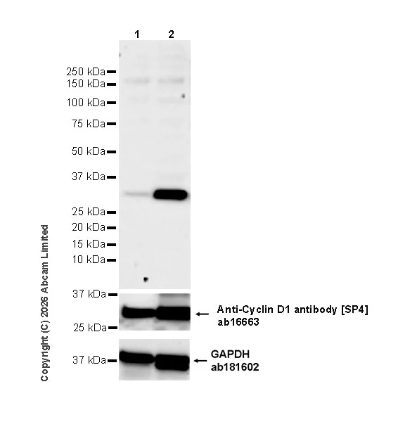 Western blot - Goat Anti-Rabbit IgG H&L (HRP) (AB97051)