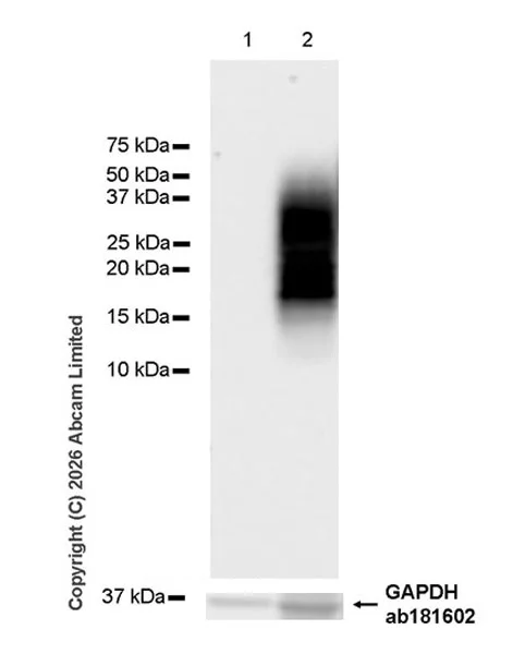 Western blot - Goat Anti-Rabbit IgG H&L (HRP) (AB97051)