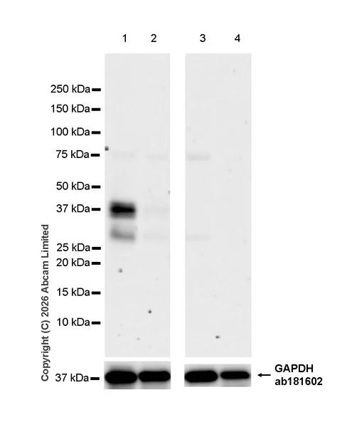 Western blot - Goat Anti-Rabbit IgG H&L (HRP) (AB97051)