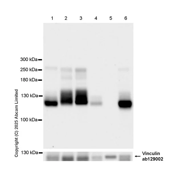 Western blot - Goat Anti-Rabbit IgG H&L (HRP) (AB97051)