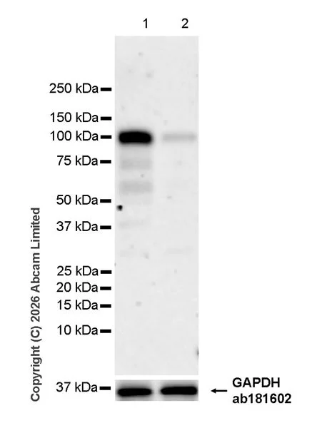Western blot - Goat Anti-Rabbit IgG H&L (HRP) (AB97051)