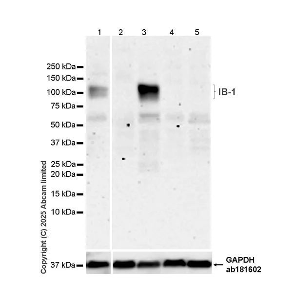 Western blot - Goat Anti-Rabbit IgG H&L (HRP) (AB97051)