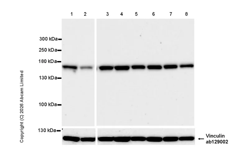 Western blot - Goat Anti-Rabbit IgG H&L (HRP) (AB97051)