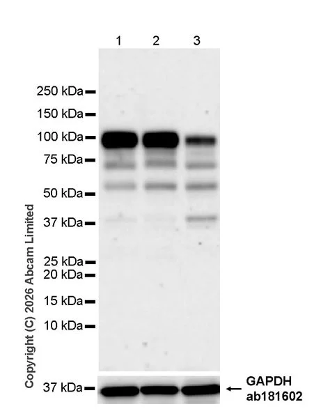 Western blot - Goat Anti-Rabbit IgG H&L (HRP) (AB97051)