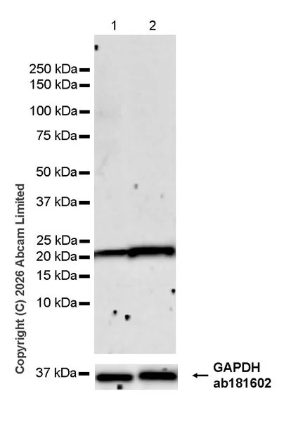 Western blot - Goat Anti-Rabbit IgG H&L (HRP) (AB97051)
