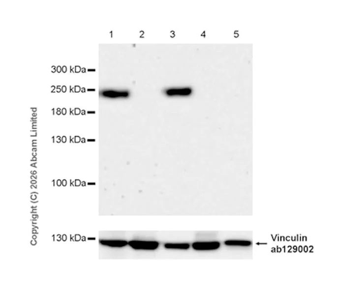 Western blot - Goat Anti-Rabbit IgG H&L (HRP) (AB97051)