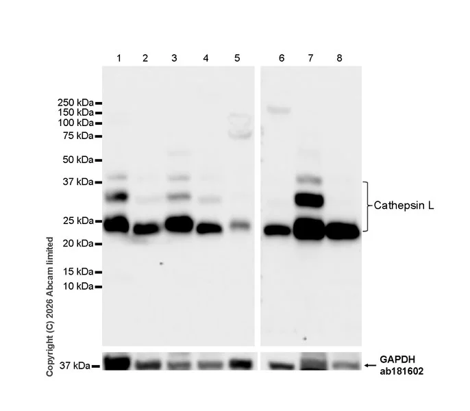 Western blot - Goat Anti-Rabbit IgG H&L (HRP) (AB97051)