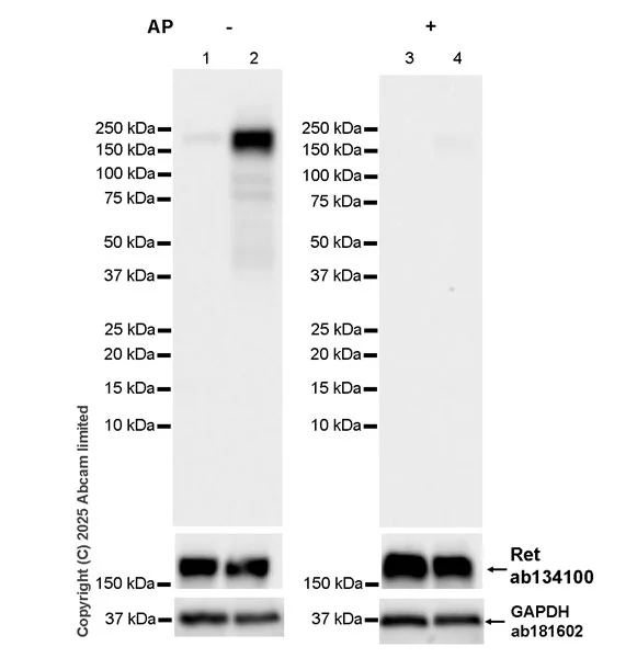 Western blot - Goat Anti-Rabbit IgG H&L (HRP) (AB97051)
