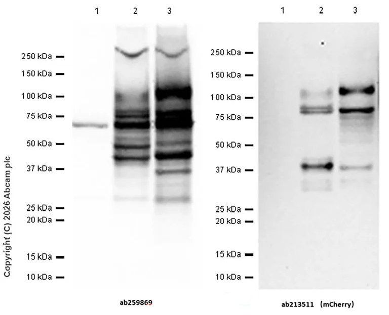 Western blot - Goat Anti-Rabbit IgG H&L (HRP) (AB97051)