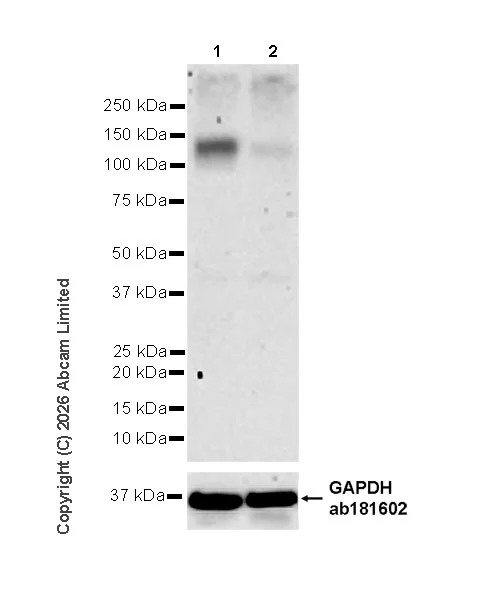 Western blot - Goat Anti-Rabbit IgG H&L (HRP) (AB97051)