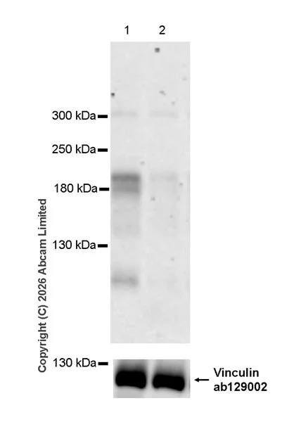 Western blot - Goat Anti-Rabbit IgG H&L (HRP) (AB97051)