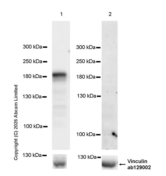 Western blot - Goat Anti-Rabbit IgG H&L (HRP) (AB97051)