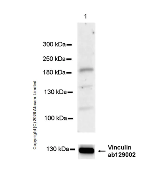 Western blot - Goat Anti-Rabbit IgG H&L (HRP) (AB97051)