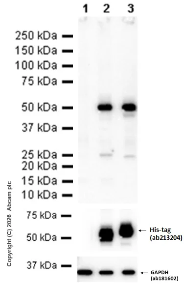 Western blot - Goat Anti-Rabbit IgG H&L (HRP) (AB97051)