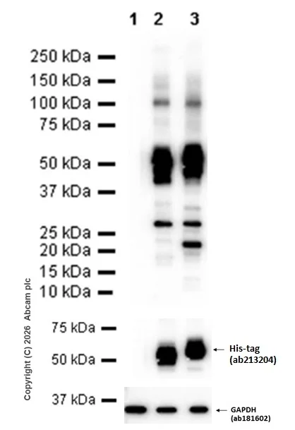 Western blot - Goat Anti-Rabbit IgG H&L (HRP) (AB97051)