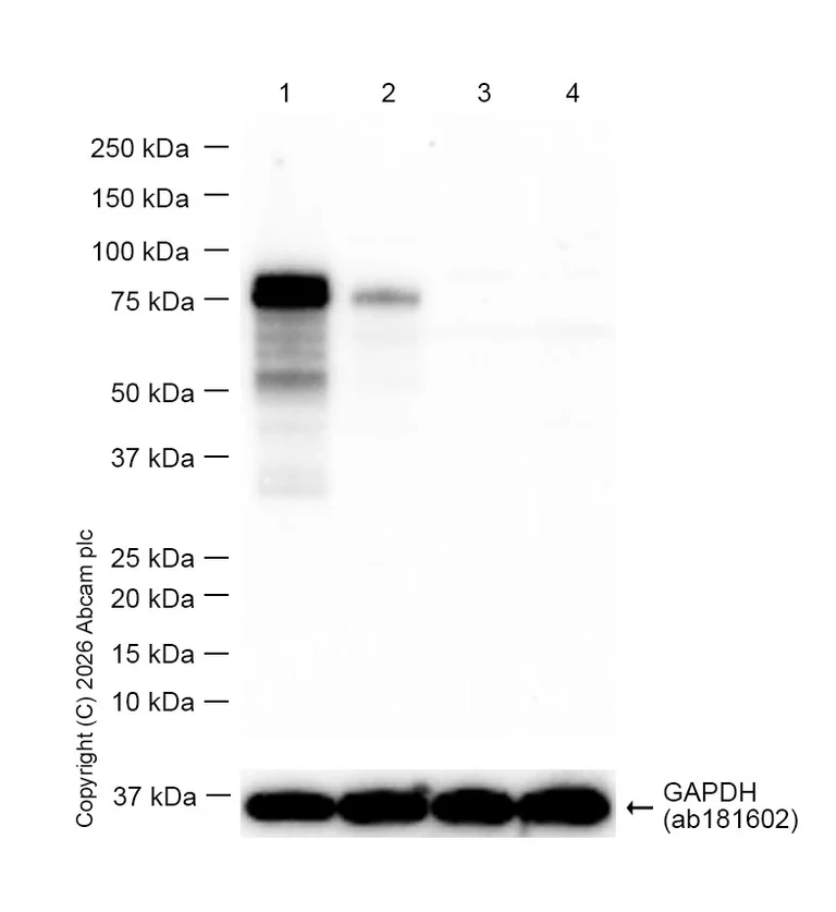Western blot - Goat Anti-Rabbit IgG H&L (HRP) (AB97051)