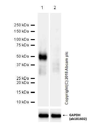 Western blot - Goat Anti-Rabbit IgG H&L (HRP) (AB97051)