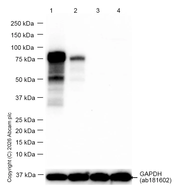 Western blot - Goat Anti-Rabbit IgG H&L (HRP) (AB97051)