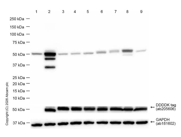 Western blot - Goat Anti-Rabbit IgG H&L (HRP) (AB97051)