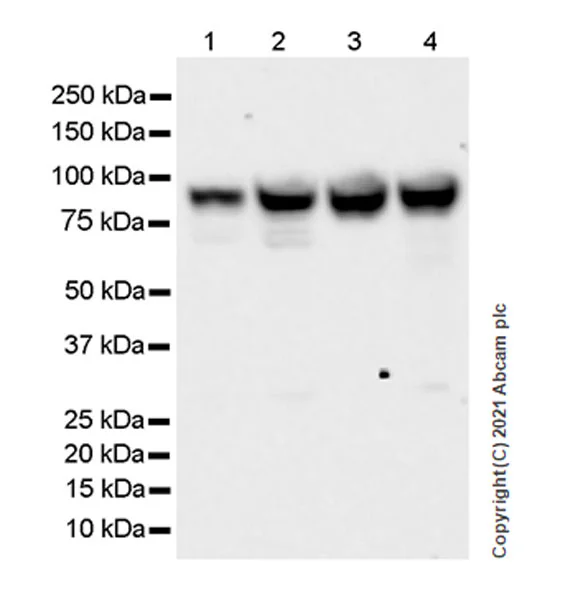 Western blot - Goat Anti-Rabbit IgG H&L (HRP) (AB97051)