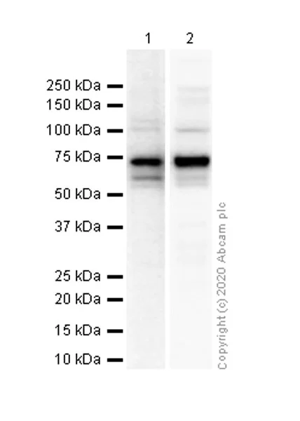 Western blot - Goat Anti-Rabbit IgG H&L (HRP) (AB97051)