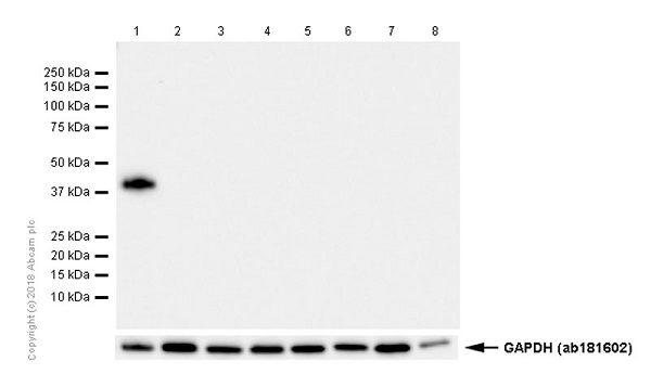 Western blot - Goat Anti-Rabbit IgG H&L (HRP) (ab97051), expandable thumbnail