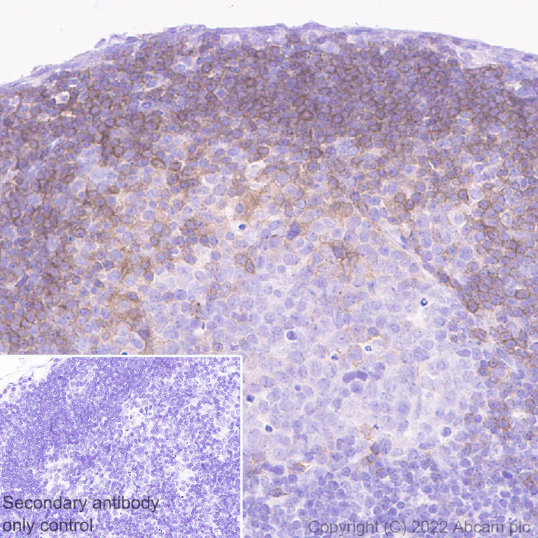 Immunohistochemistry (Formalin/PFA-fixed paraffin-embedded sections) - Goat Anti-Rabbit IgG H&L (HRP polymer) (AB214880)