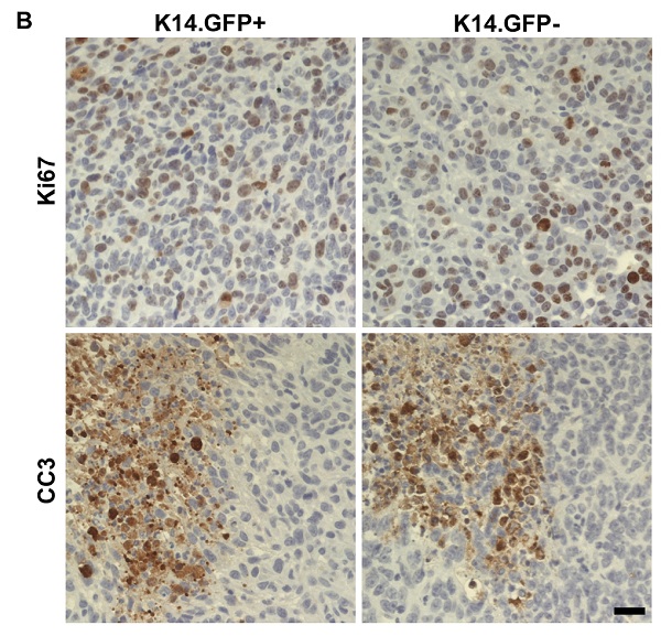 Immunohistochemistry (Formalin/PFA-fixed paraffin-embedded sections) - Goat Anti-Rabbit IgG H&L (HRP polymer) (AB214880), expandable thumbnail