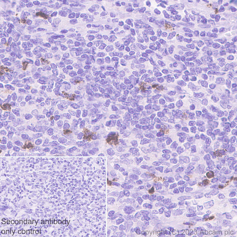 Immunohistochemistry (Formalin/PFA-fixed paraffin-embedded sections) - Goat Anti-Rabbit IgG H&L (HRP polymer) (AB214880)