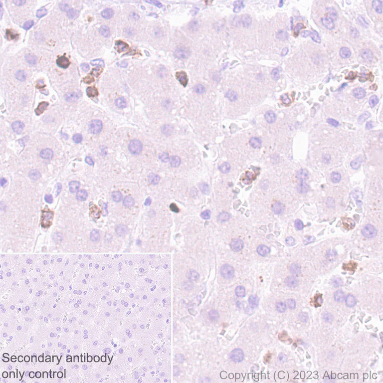 Immunohistochemistry (Formalin/PFA-fixed paraffin-embedded sections) - Goat Anti-Rabbit IgG H&L (HRP polymer) (AB214880)