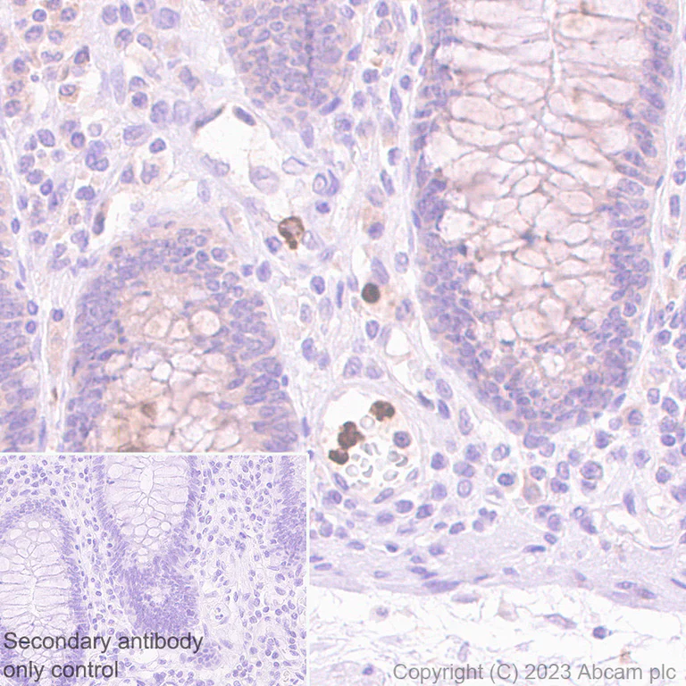 Immunohistochemistry (Formalin/PFA-fixed paraffin-embedded sections) - Goat Anti-Rabbit IgG H&L (HRP polymer) (AB214880)