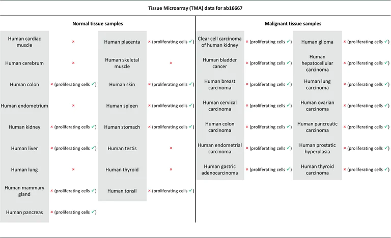 Immunohistochemistry (Formalin/PFA-fixed paraffin-embedded sections) - Goat Anti-Rabbit IgG H&L (HRP polymer) (AB214880)