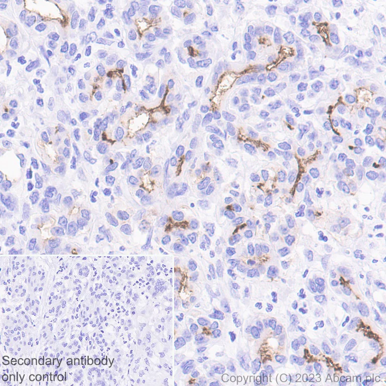Immunohistochemistry (Formalin/PFA-fixed paraffin-embedded sections) - Goat Anti-Rabbit IgG H&L (HRP polymer) (AB214880)