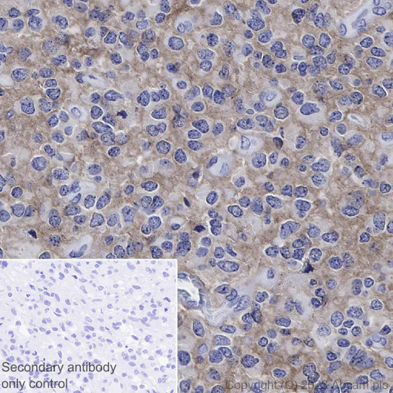 Immunohistochemistry (Formalin/PFA-fixed paraffin-embedded sections) - Goat Anti-Rabbit IgG H&L (HRP polymer) (AB214880)